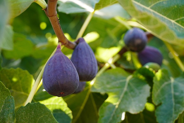 figs on tree