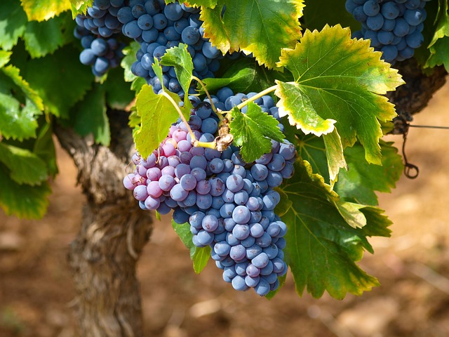 grapes on tree